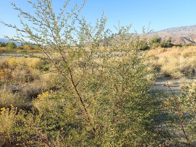 Screwbean Mesquite photo 6