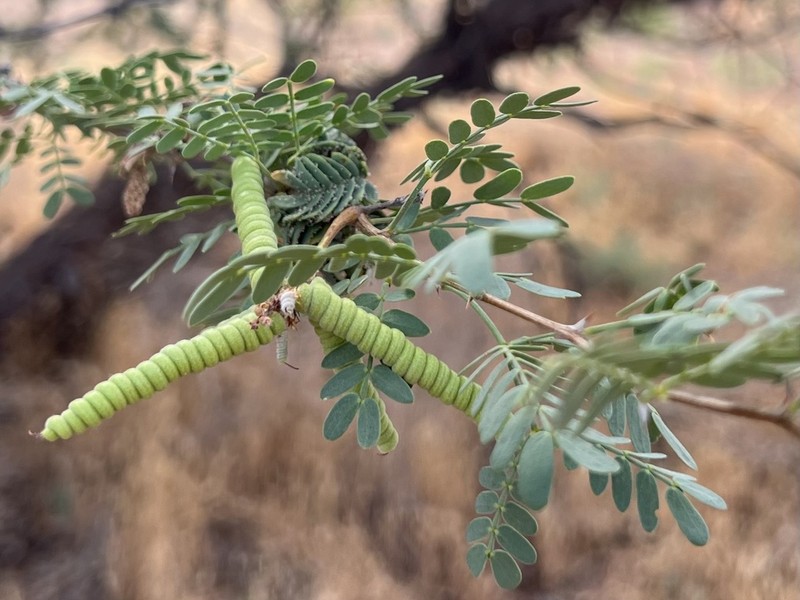 Screwbean Mesquite photo 7