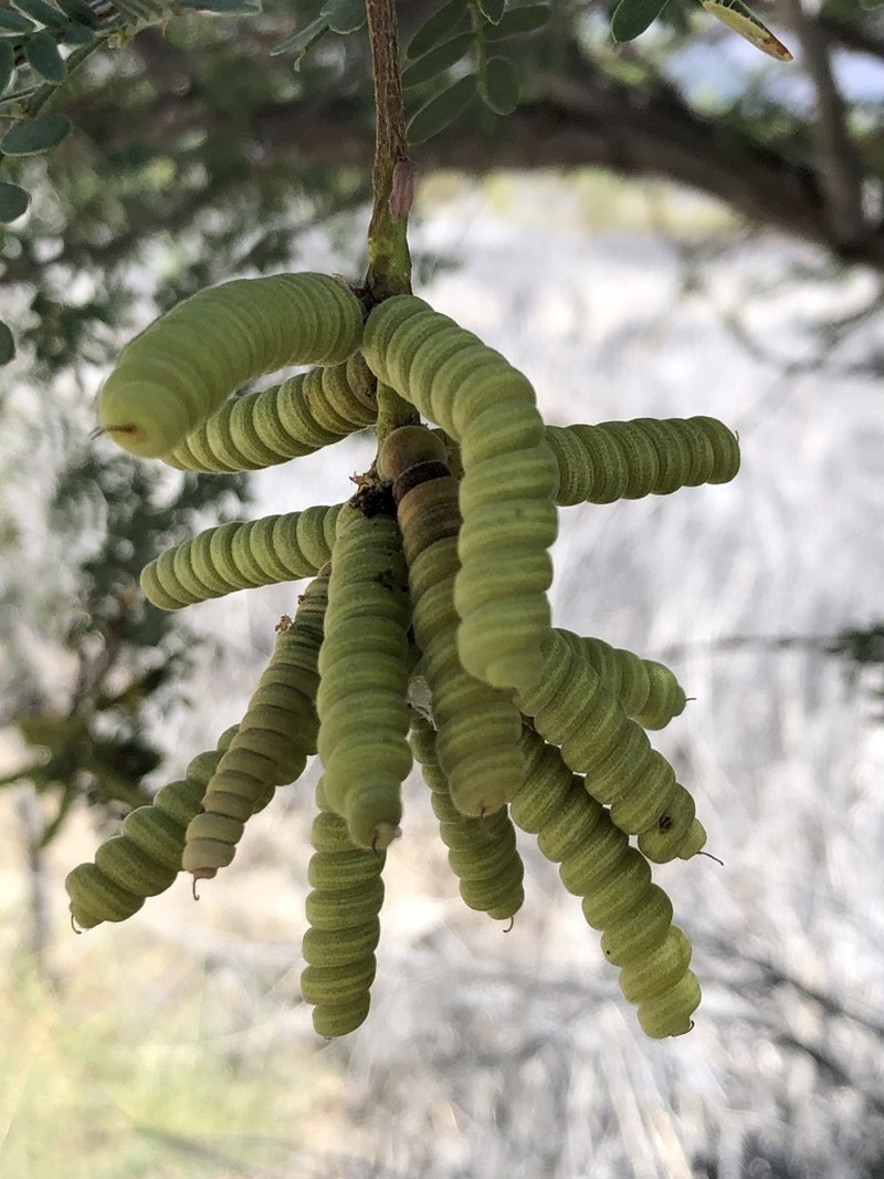 Screwbean Mesquite photo 8