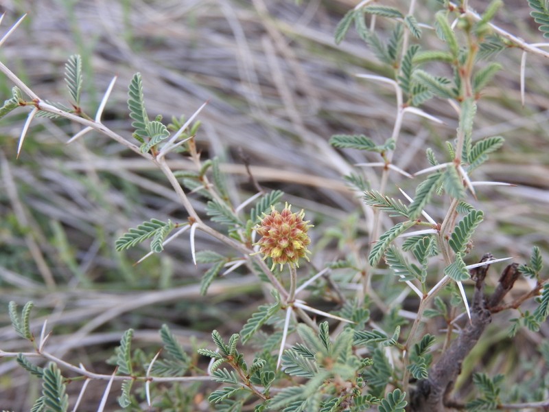 Tornillo photo 5