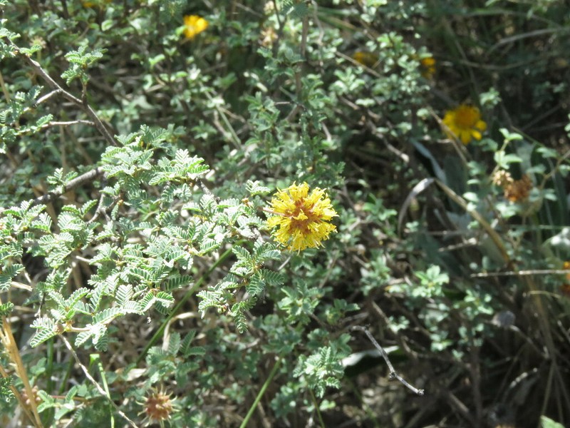 Tornillo photo 7