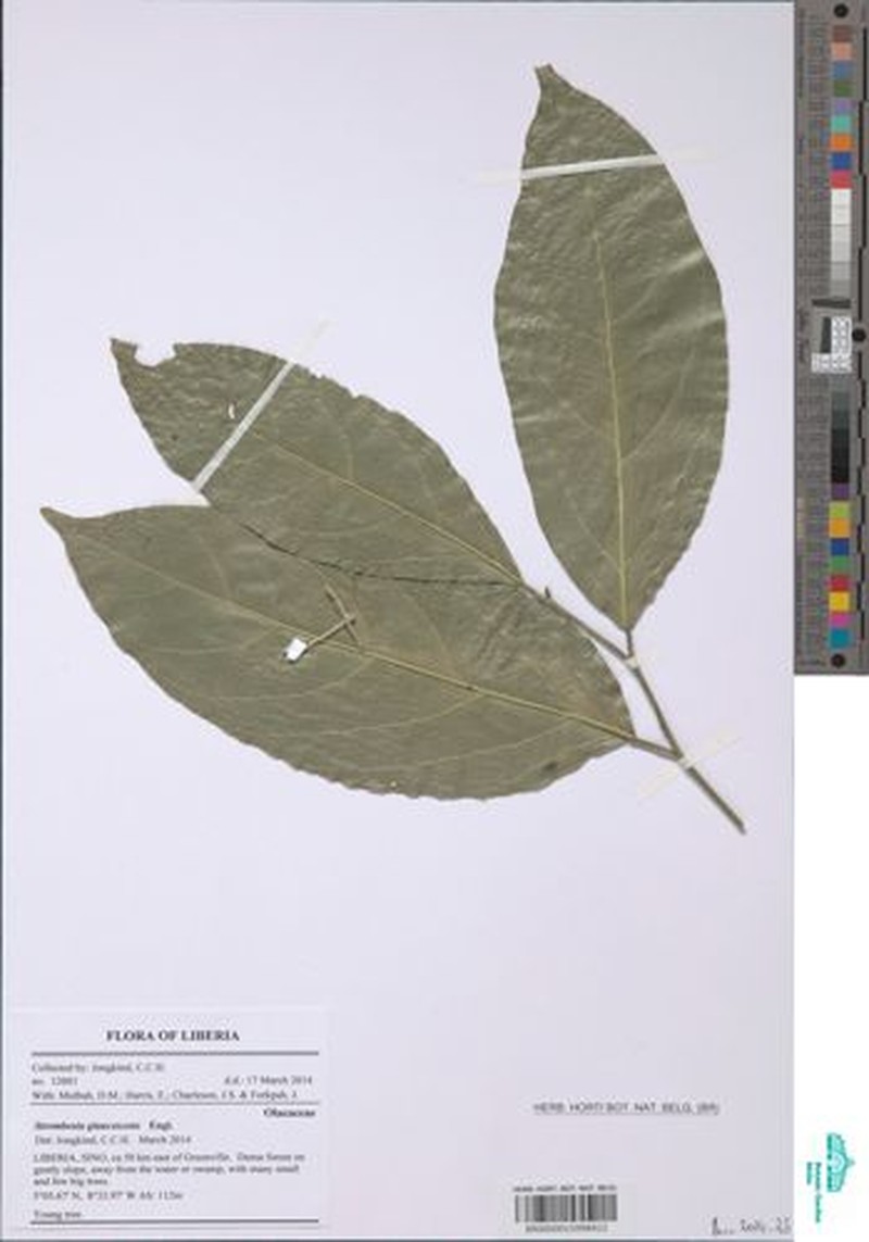 Strombosia pustulata var. pustulata