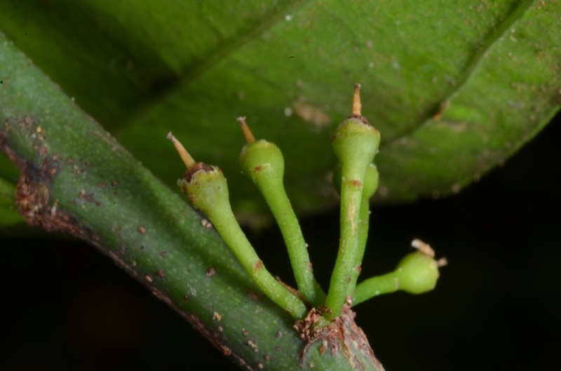 Strombosia pustulata var. pustulata photo 2