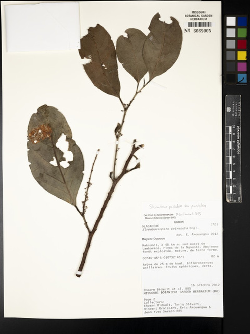 Strombosia pustulata var. pustulata photo 3