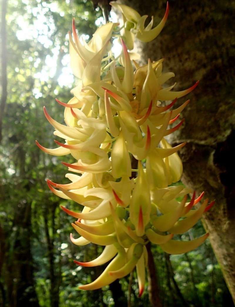 Strongylodon craveniae photo 2