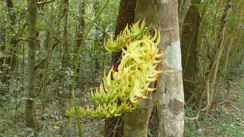 Strongylodon craveniae photo 3