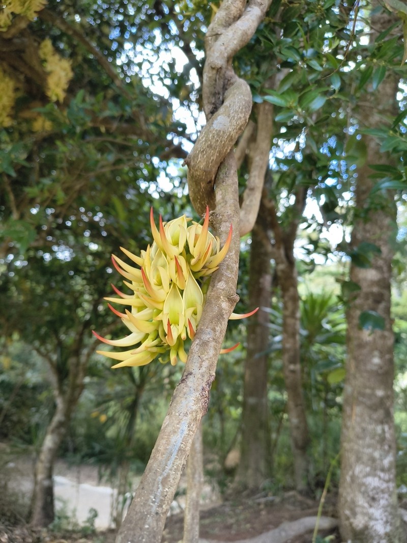 Strongylodon craveniae photo 5