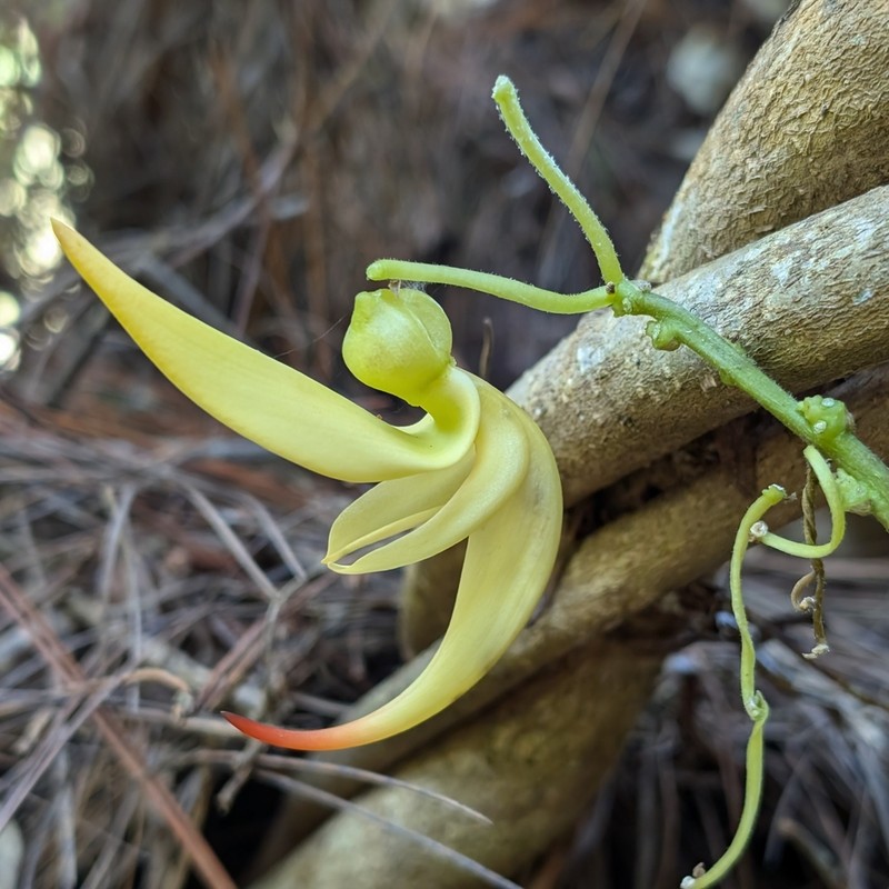 Strongylodon craveniae photo 7