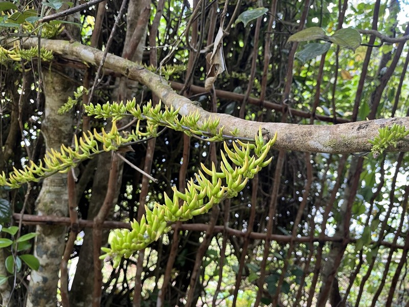 Strongylodon craveniae photo 8
