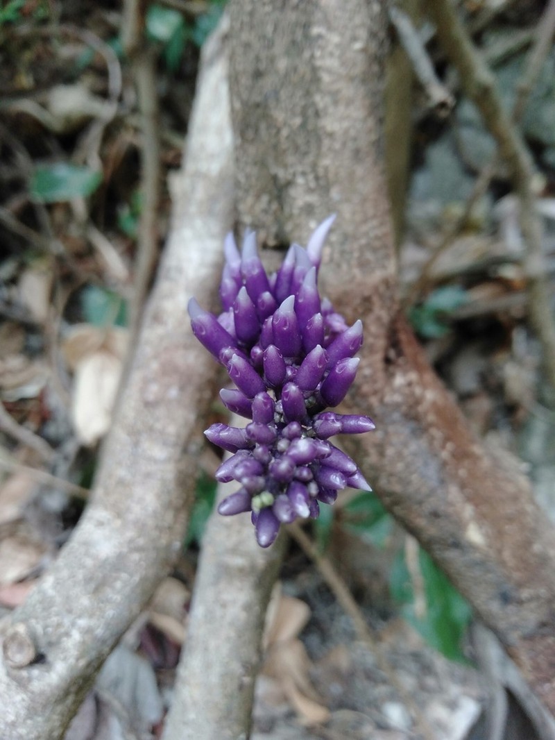 Strongylodon juangonzalezii photo 3