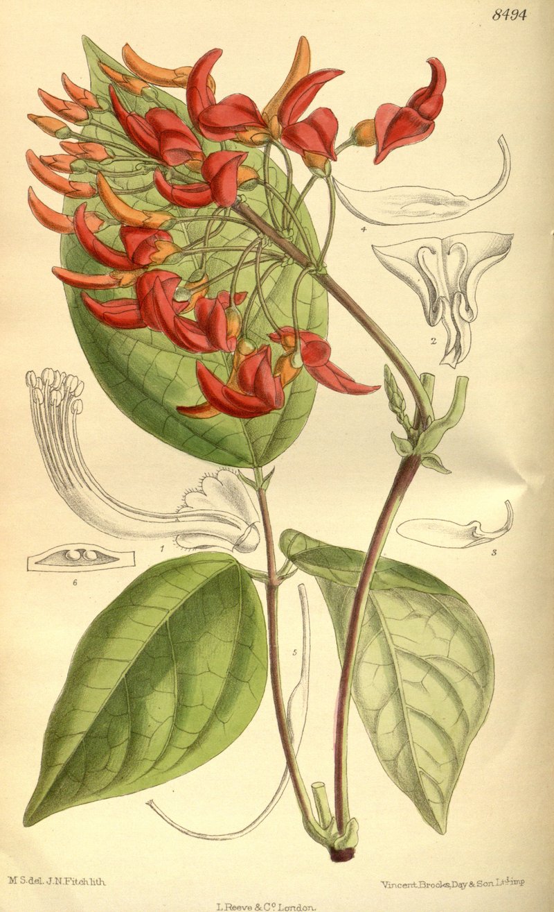 Strongylodon lucidus