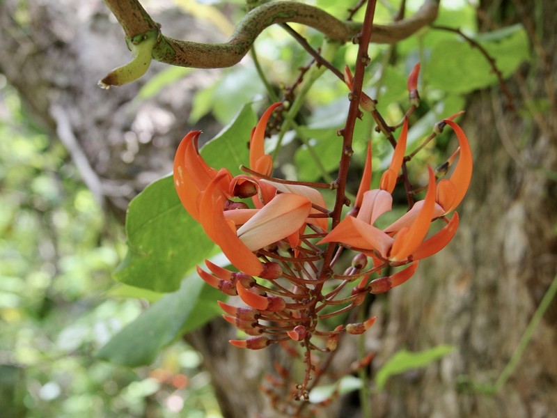 Hawai'I Jadevine photo 2