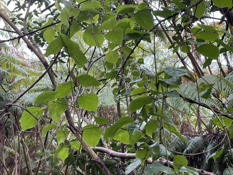 Hawai'I Jadevine photo 3
