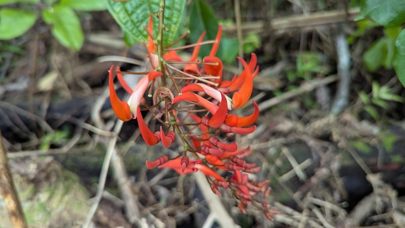 Hawai'I Jadevine photo 5