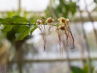 Preuss' Strophanthus