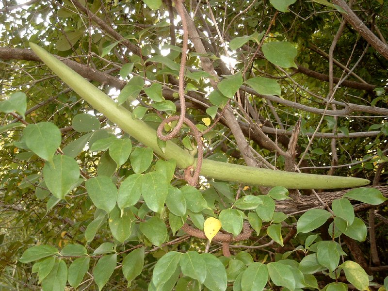 Strophanthus