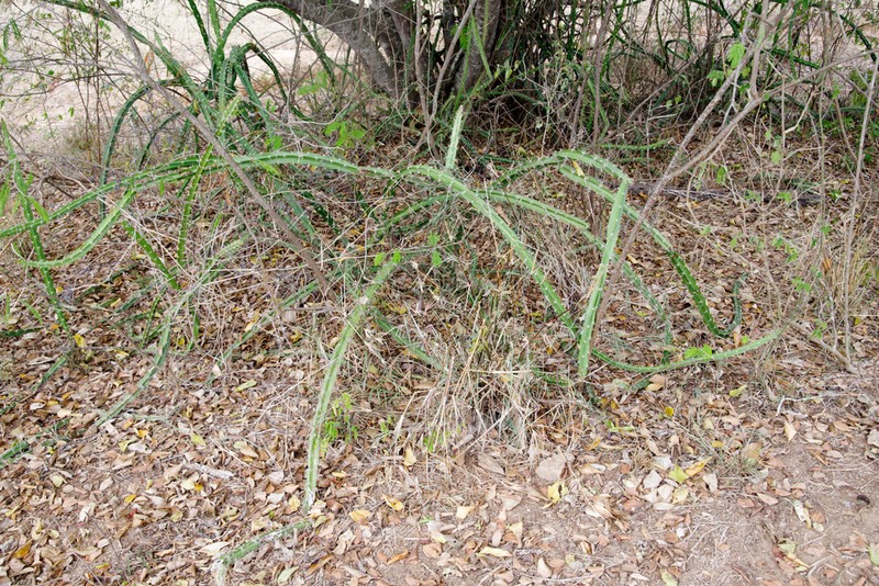 Strophocactus brasiliensis