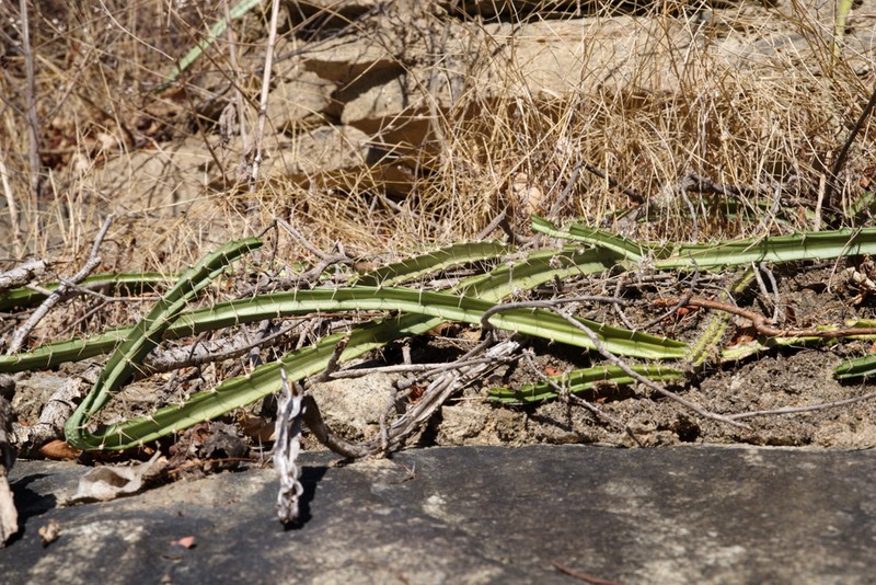 Strophocactus brasiliensis photo 2