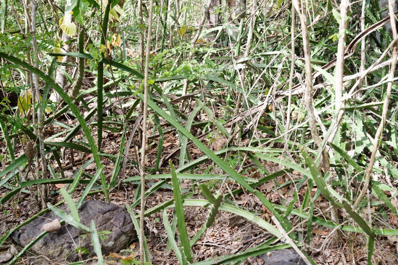 Strophocactus brasiliensis photo 3
