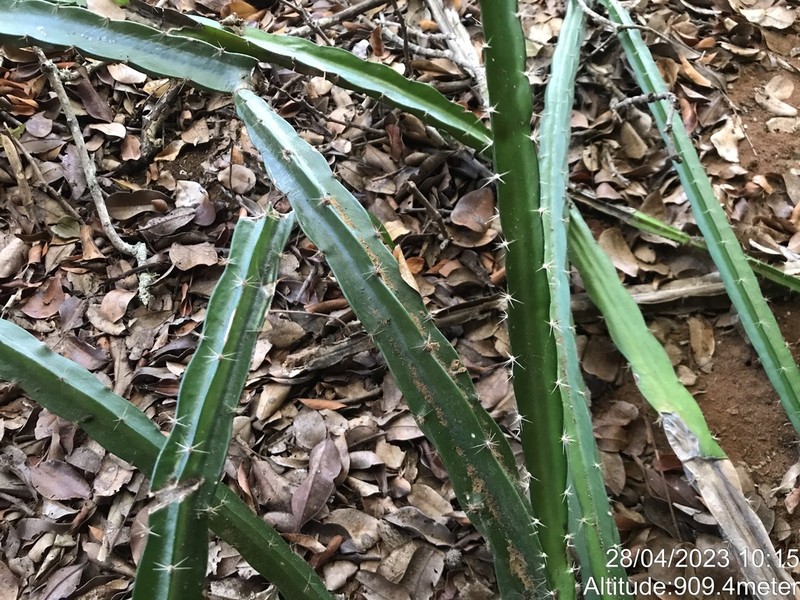 Strophocactus brasiliensis photo 4