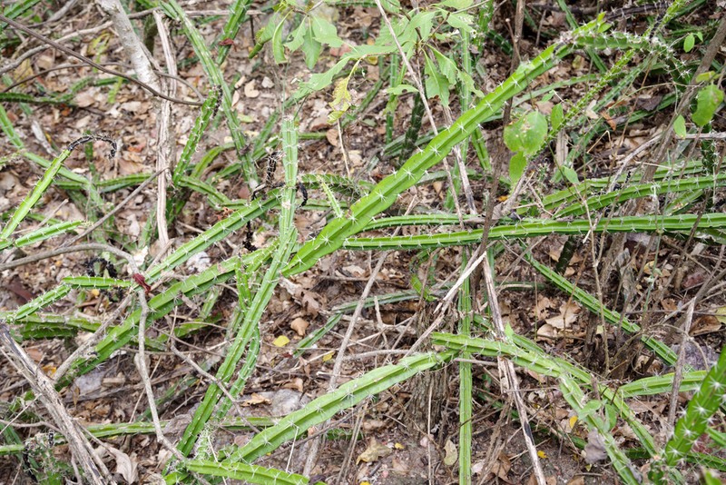 Strophocactus brasiliensis photo 5