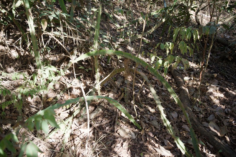 Strophocactus brasiliensis photo 6