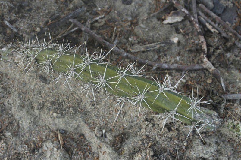 Strophocactus brasiliensis photo 7