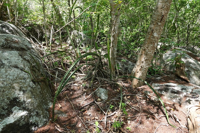 Strophocactus brasiliensis photo 8