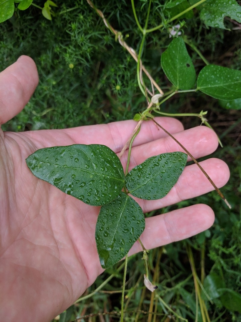 Amberique-Bean photo 5