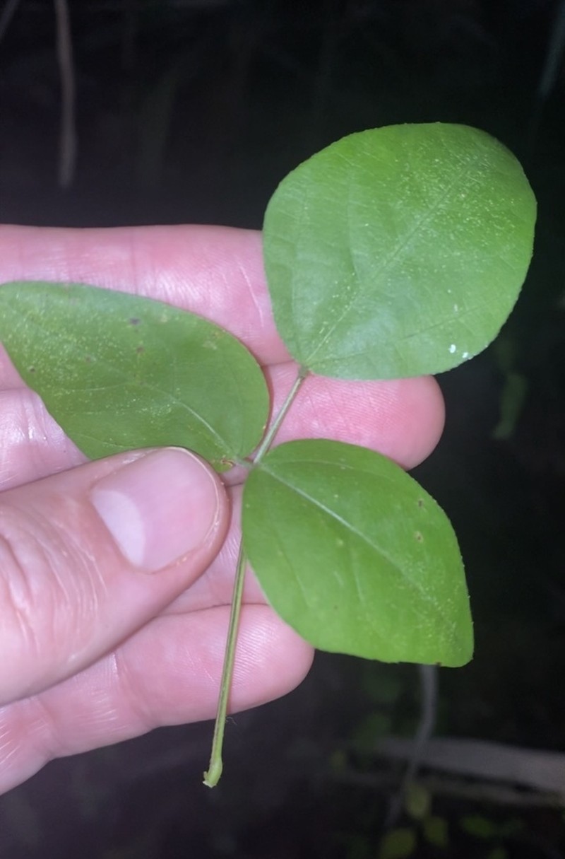 Amberique-Bean photo 6