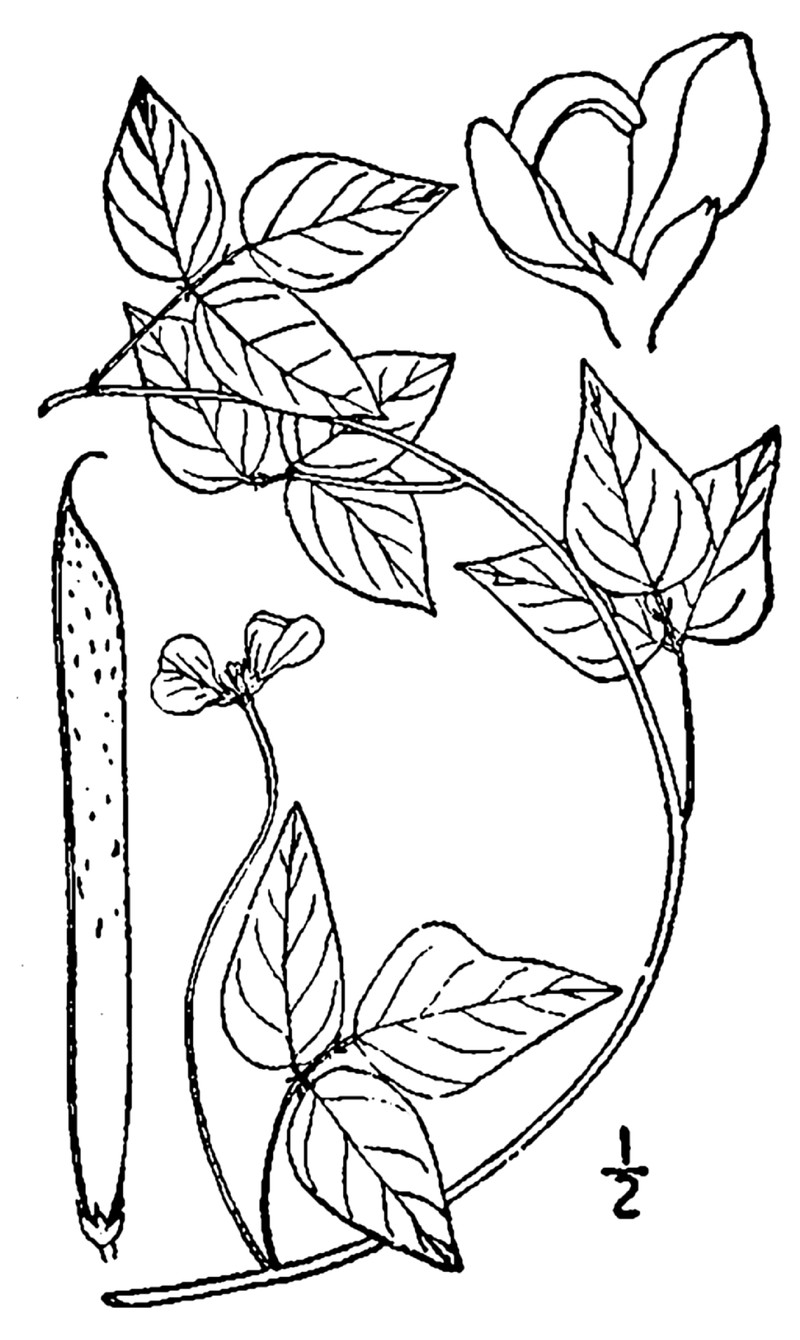 Amberique-Bean photo 3
