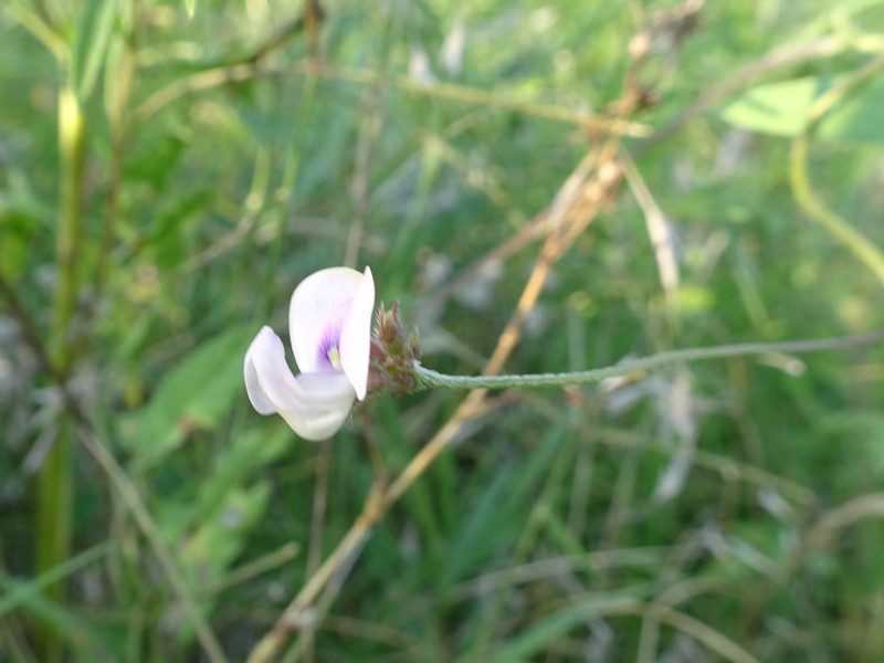 Slickseed Fuzzybean photo 6