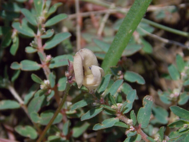 Slickseed Fuzzybean photo 7