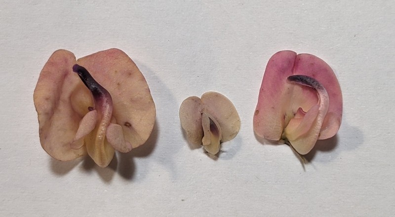 Pink Fuzzybean photo 3