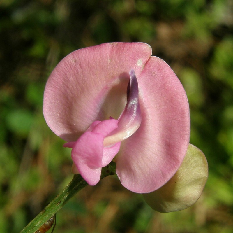 Pink Fuzzybean photo 4