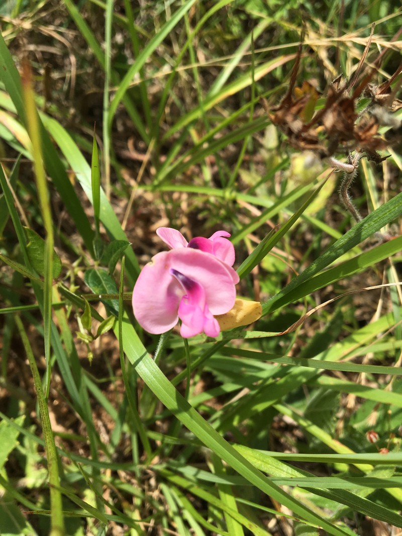 Pink Fuzzybean photo 5
