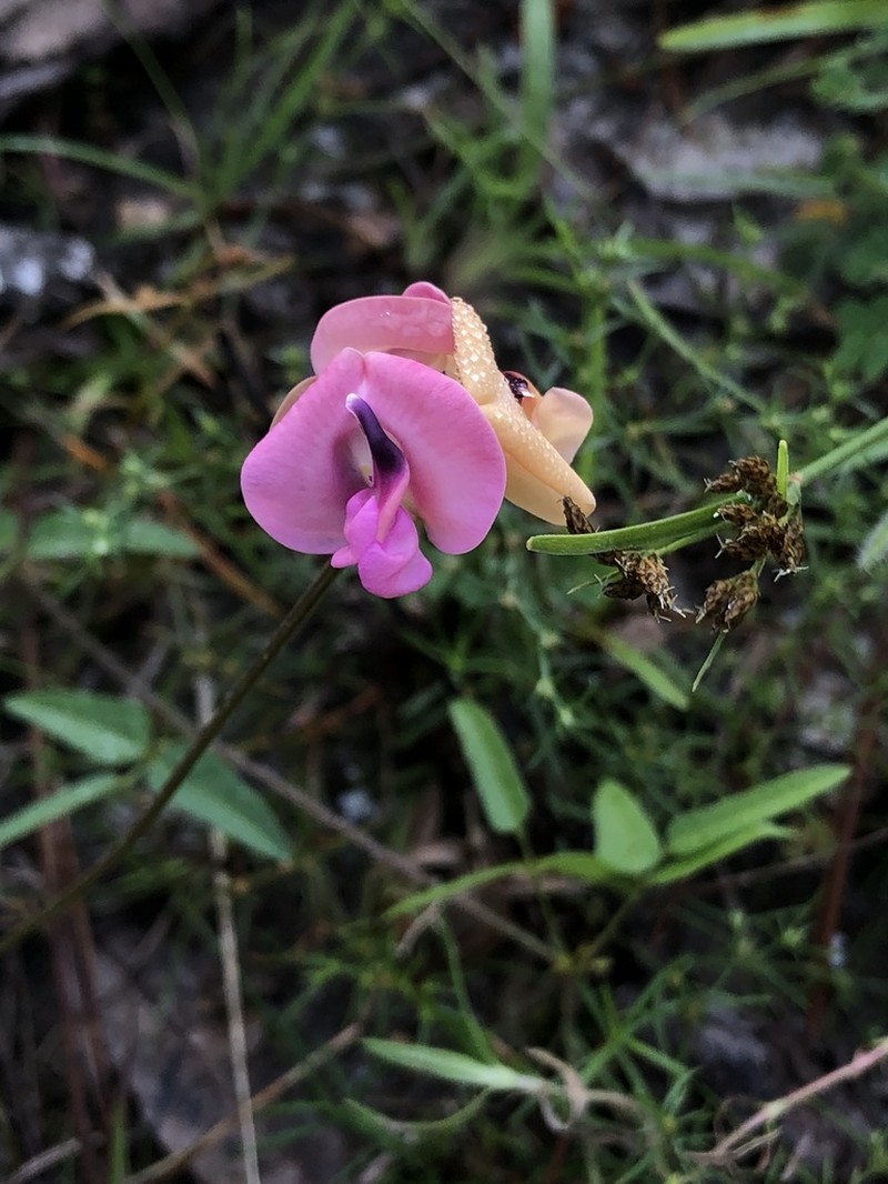 Pink Fuzzybean photo 6
