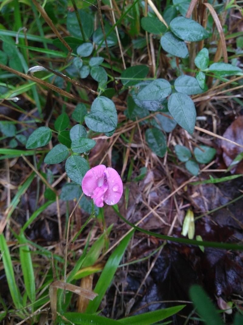Pink Fuzzybean photo 8