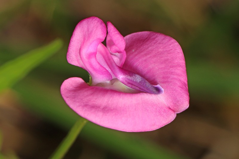 Pink Fuzzybean photo 4