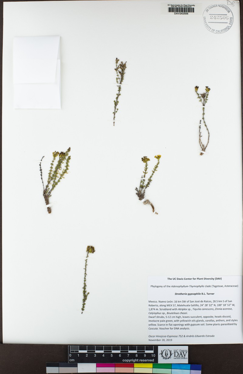 Strotheria gypsophila photo 2
