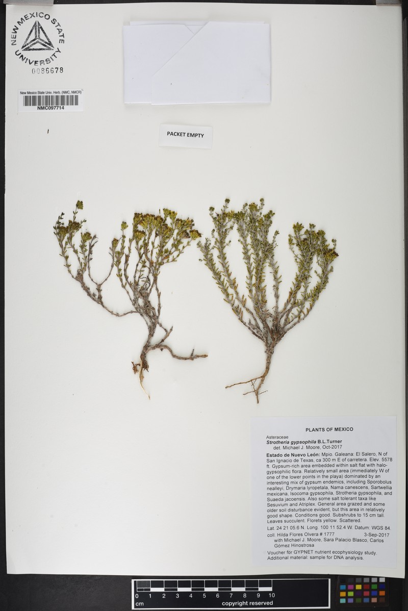 Strotheria gypsophila photo 3