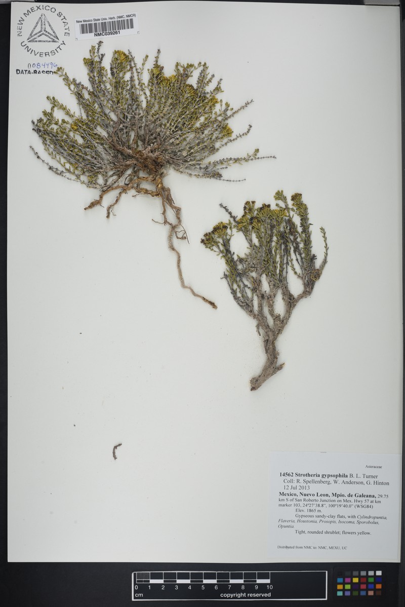 Strotheria gypsophila photo 4
