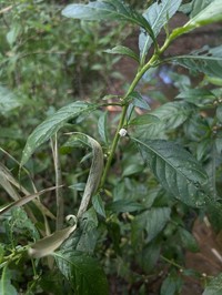Yerba De Faja