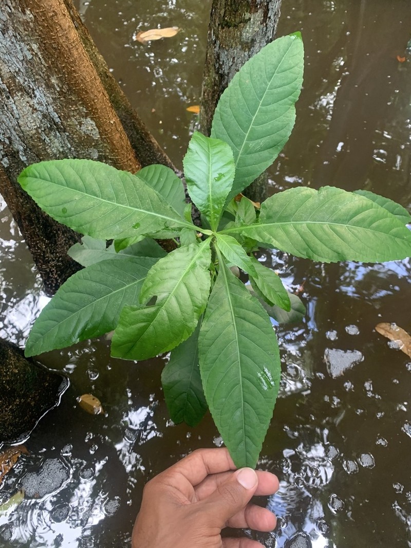Yerba De Faja photo 2
