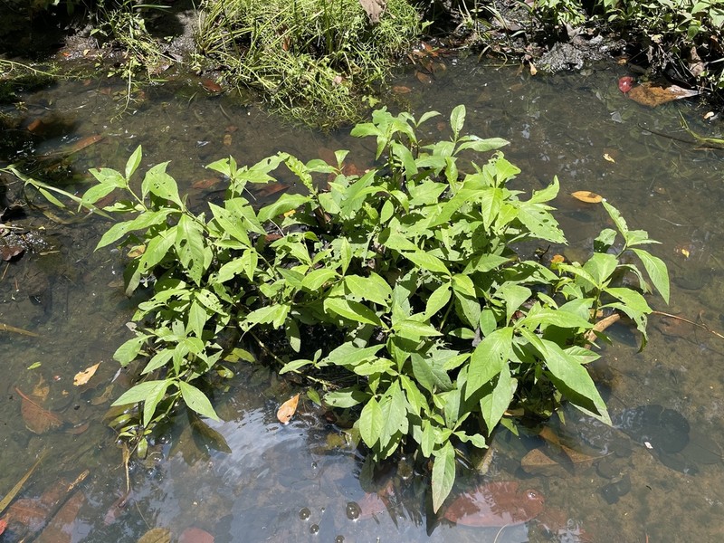 Yerba De Faja photo 3