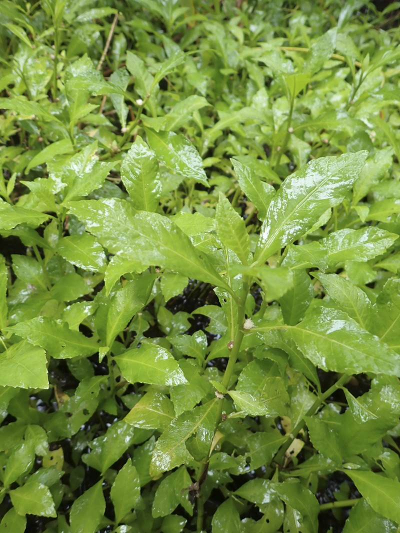 Yerba De Faja photo 4