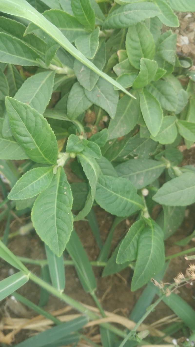 Yerba De Faja photo 5