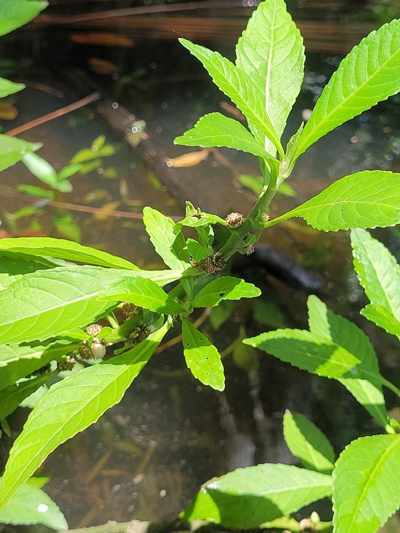 Yerba De Faja photo 6