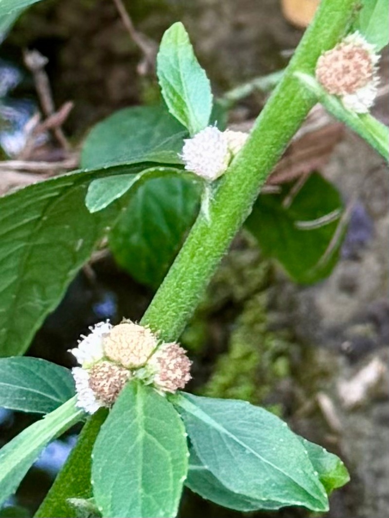 Yerba De Faja photo 7