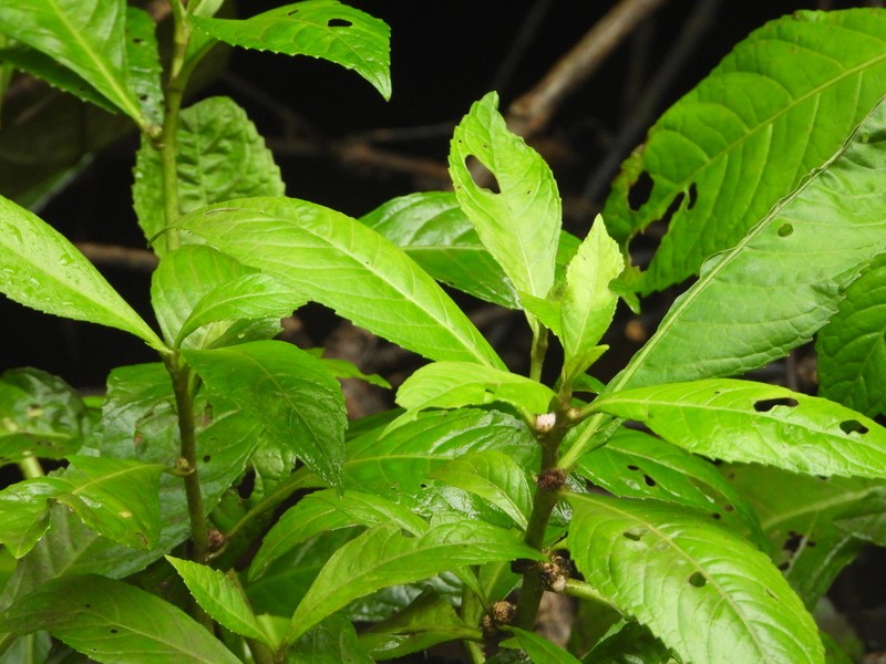 Yerba De Faja photo 8